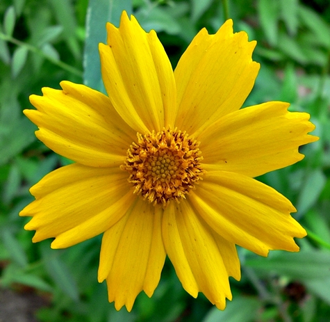 {Coreopsis pubescens var. pubescens}